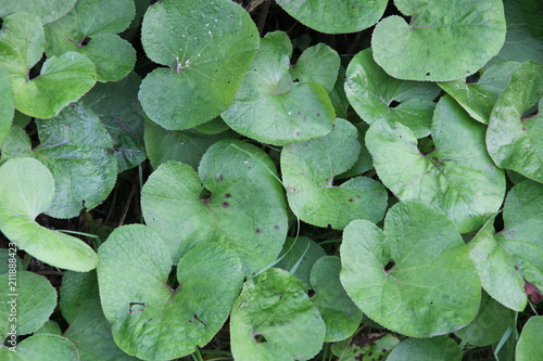 Où est la grenouille ?