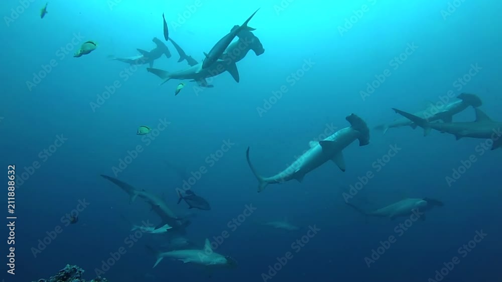 School of hammerhead sharks swimming in the blue - underwater shot School of hammerhead sharks swimming in the blue - underwater shot