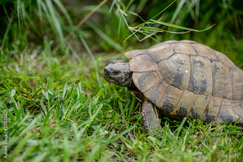 Petite tortue de terre dans l'herbe du jardin