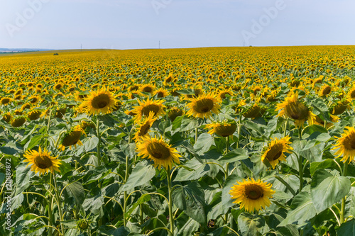 ripe sunflowers against a beautiful cloudless sky