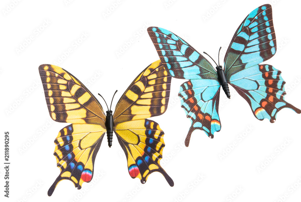 butterfly isolated butterfly isolated