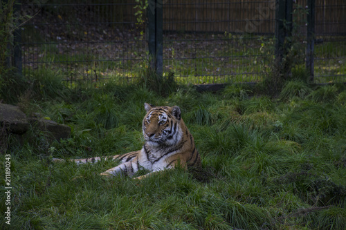 Fototapeta Naklejka Na Ścianę i Meble -  Siberian tiger or Amur tiger Panthera tigris altaica sitting in the grass