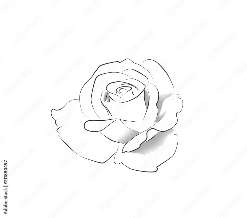 Fototapeta Tattoo art: Line drawing of a rose