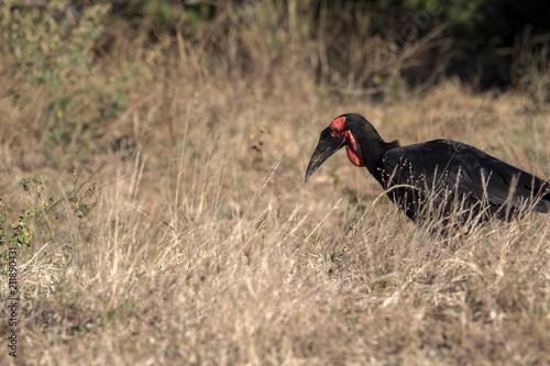 Ground Hornbill  Bucorvus leadbeateri  looking in the grass insects  Botswana