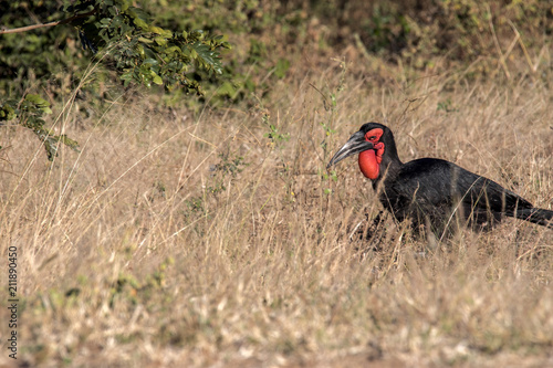 Ground Hornbill  Bucorvus leadbeateri  looking in the grass insects  Botswana