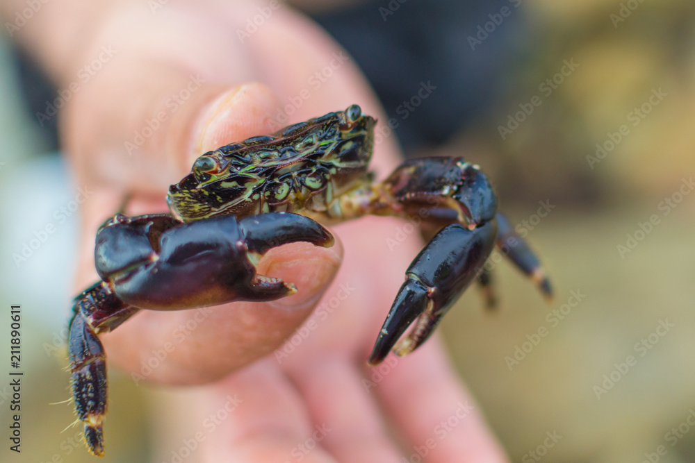 Crab in hand