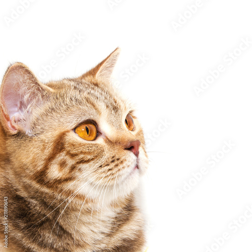 Portrait of a British breed cat