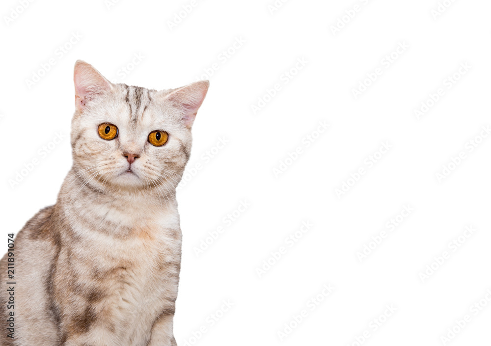 Portrait of a British breed cat