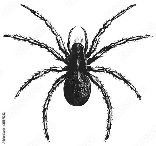 Spider #vector #isolated - Spinne