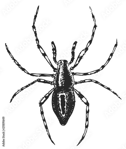 Spider #vector #isolated - Spinne