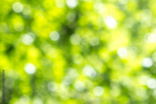 Blurred green tree leaf background with bokeh, Nature texture