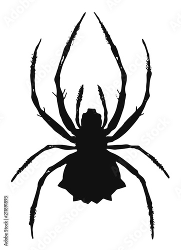 Spider  vector  isolated - Spinne © endstern