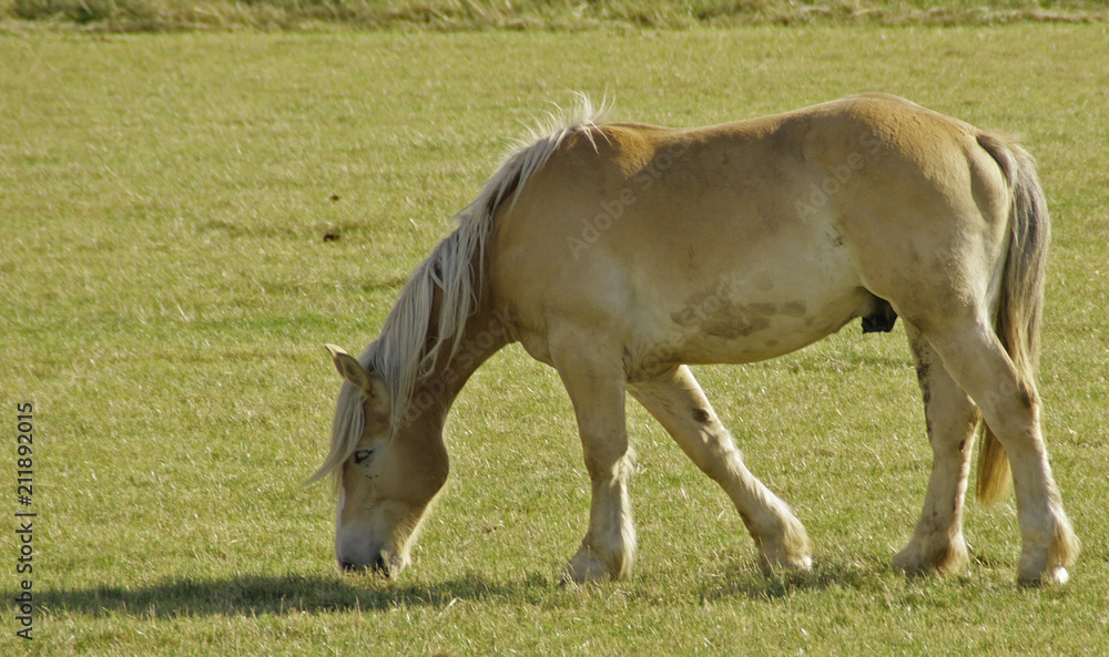 Fototapeta premium faune et flore 