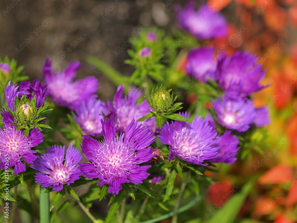 ストケシアの花