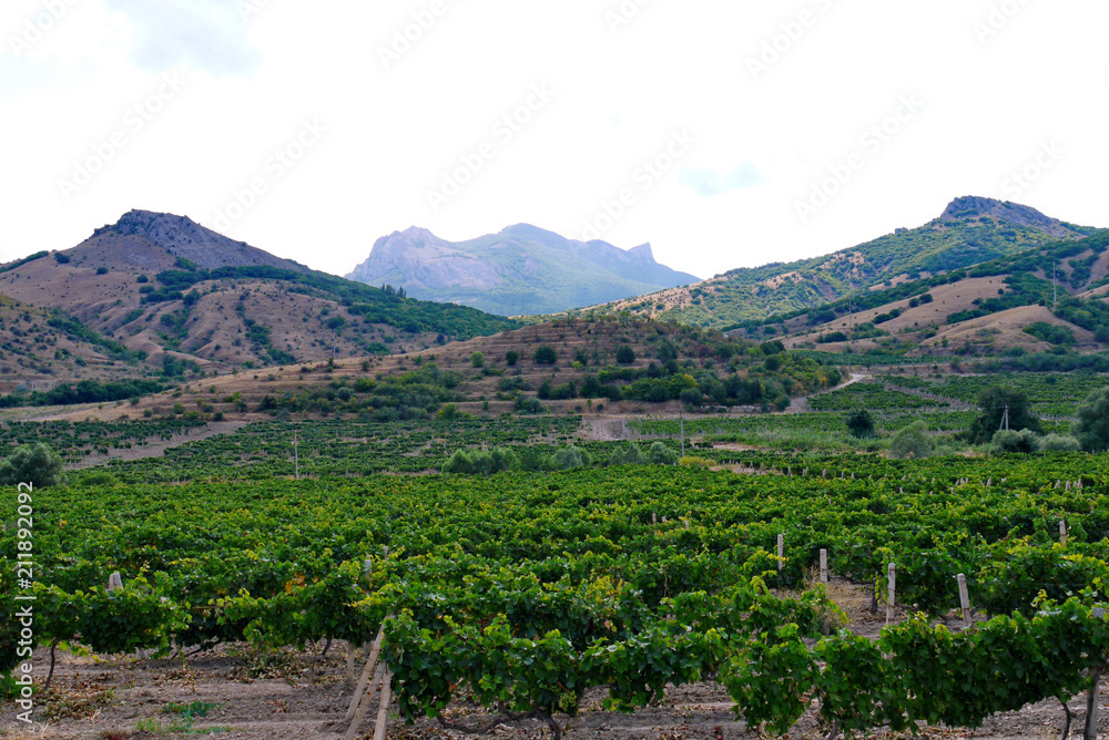 green vineyard in the mountains under a bright sky