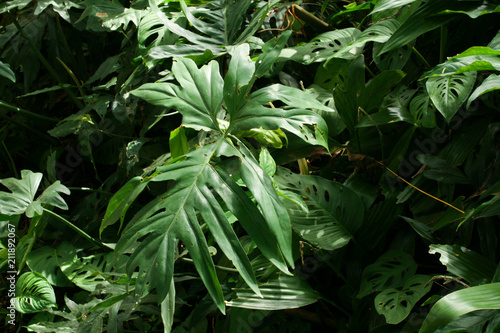 Big Leaf