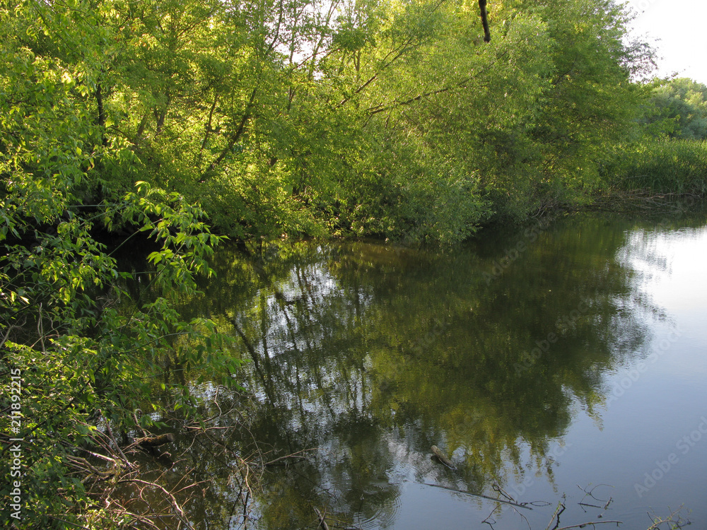 blossoming leaves on branches bent over the water surface blossoming leaves on branches bent over the water surface
