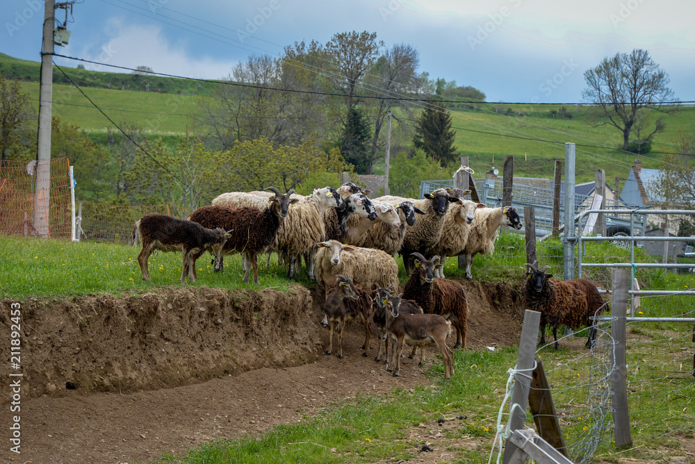 Obraz premium Troupeau de moutons et de biquettes des montagnes en Auvergne