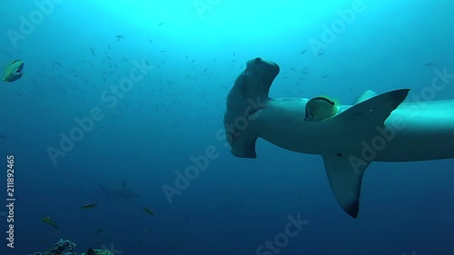 School of hammerhead sharks swimming in the blue - underwater shot photo