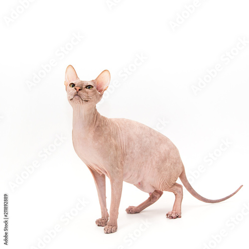 Sphynx kitten isolated on white.