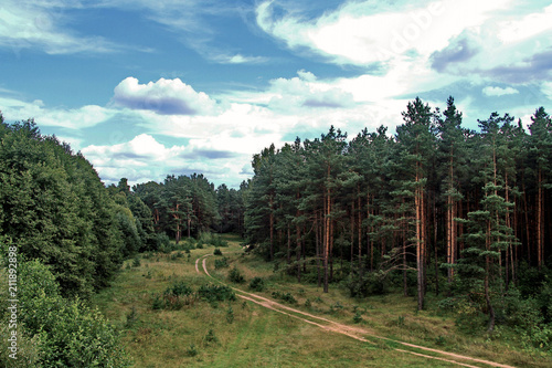 green and clean coniferous forest and running along the trees road