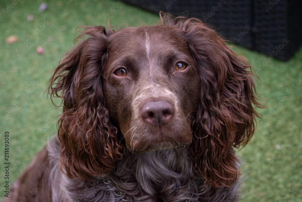 portrait d'un chien Springer anglais au pellage roux et aux yeux marrons portrait d'un chien Springer anglais au pellage roux et aux yeux marrons