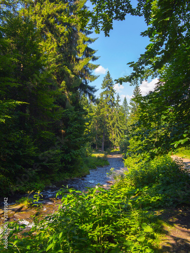 A stormy river in a spruce forest on a sunny day attracts its beauty
