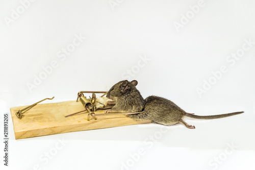 Home gray mouse caught in a mousetrap photo