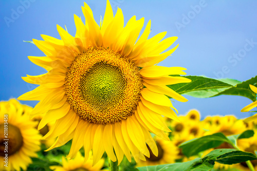 sunflowers on the field