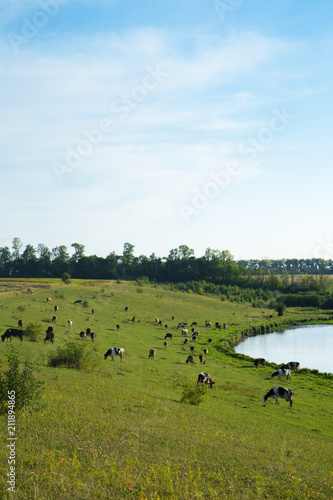Cows on the shore