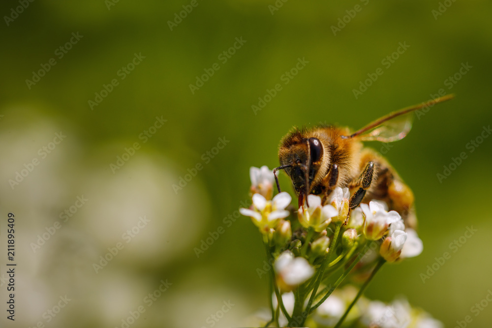 Bee on a white flower collecting pollen and gathering nectar to produce honey in the hive Bee on a white flower collecting pollen and gathering nectar to produce honey in the hive