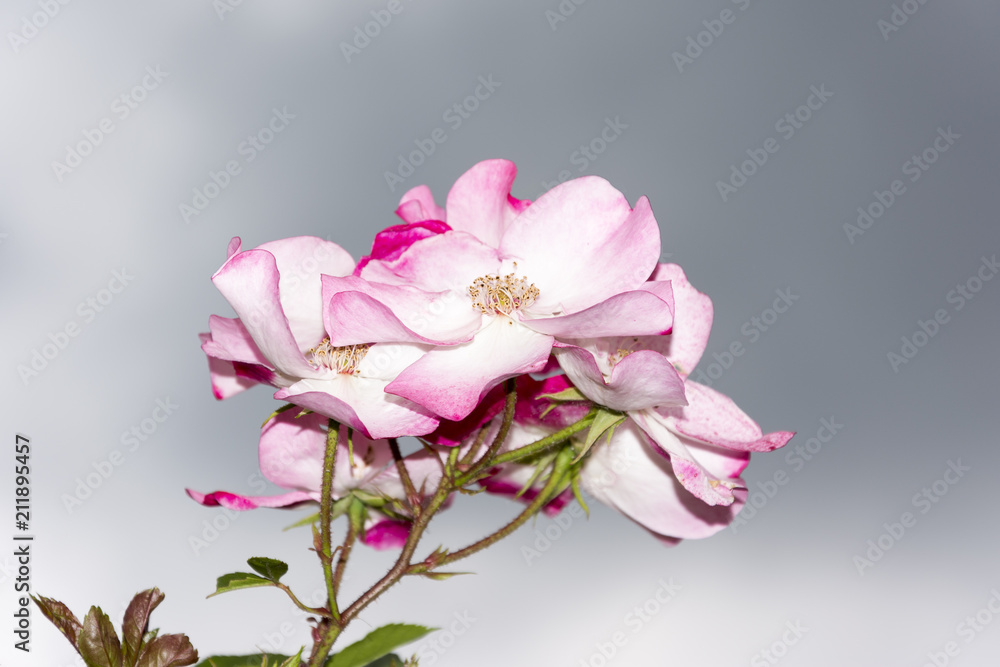 Roses in a Paris Park