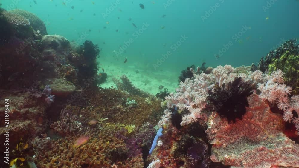 Tropical fish on coral reef at diving. Wonderful and beautiful underwater world with corals and tropical fish. Hard and soft corals. Philippines, Mindoro. Tropical fish on coral reef at diving. Wonderful and beautiful underwater world with corals and tropical fish. Hard and soft corals. Philippines, Mindoro.