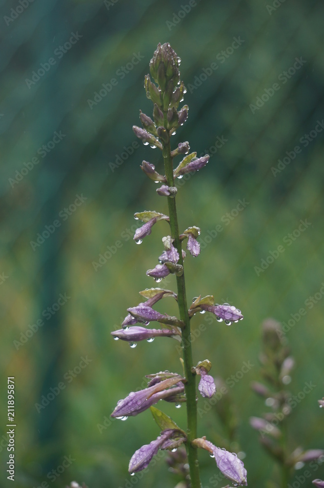 garden flowers after rain