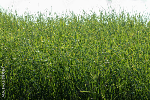 background. green leaves of reeds