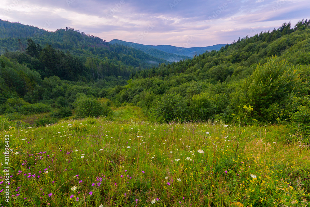 meadow flowers with forest in the background