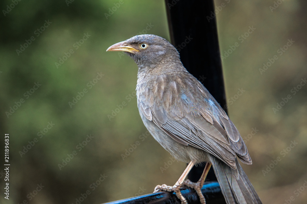 grauer Vogel sitzt auf Stange grauer Vogel sitzt auf Stange