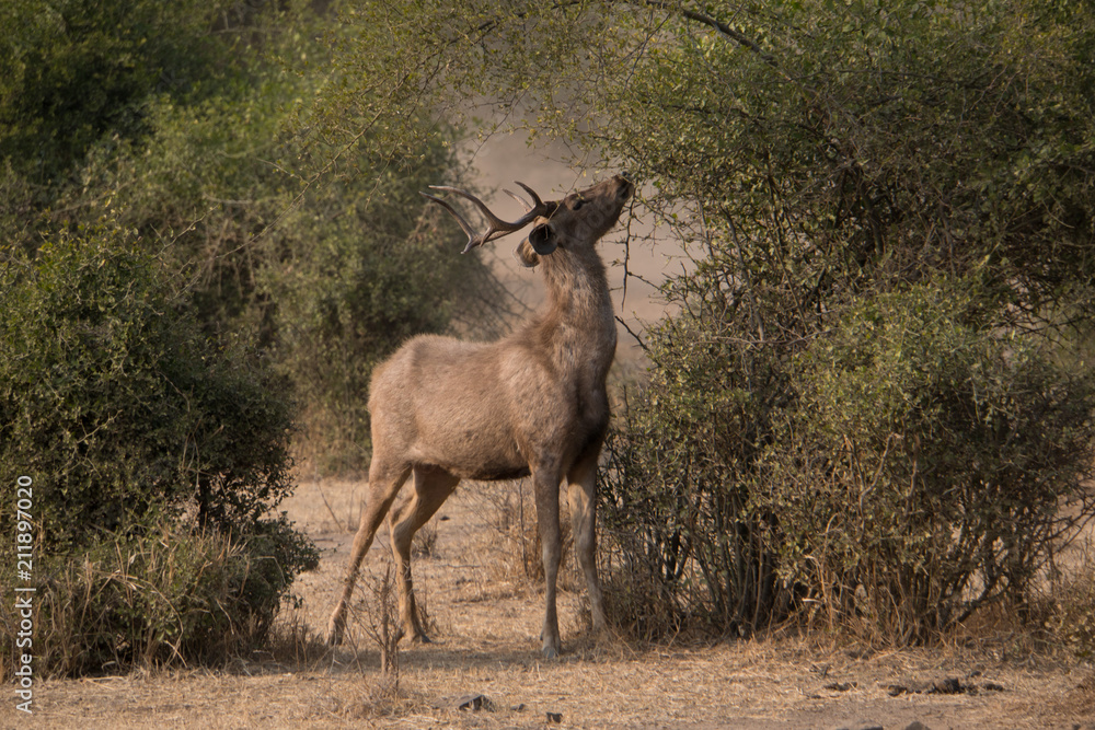 Sambarhirsch neben Busch Sambarhirsch neben Busch