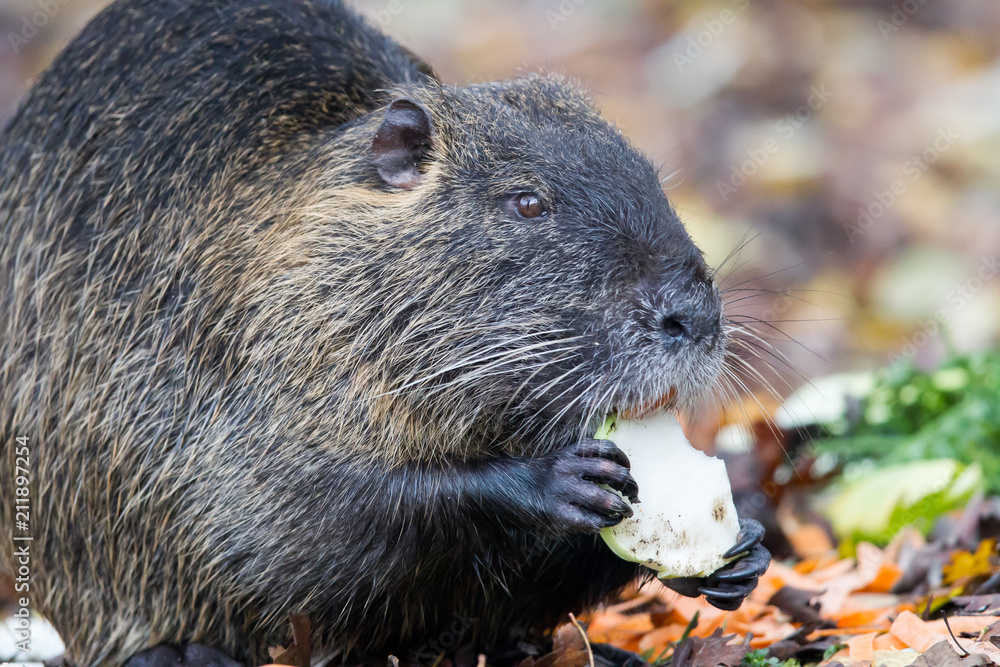Naklejka premium Nutria (Myocastor coypus) im Naturschutzgebiet Mönchbruch bei Frankfurt, Deutschland.