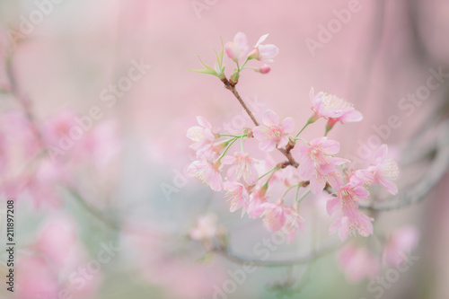 Fototapeta Naklejka Na Ścianę i Meble -  Cherry blossom flowers , sakura flowers in pink background vintage style