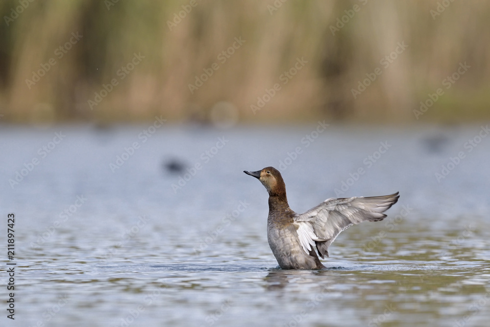 Common Pochard - Aythya ferina, Crete Common Pochard - Aythya ferina, Crete