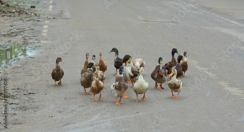Ducks walking on road photo