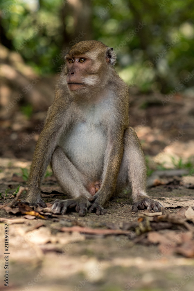 Pandangaran, Java, Indonesia