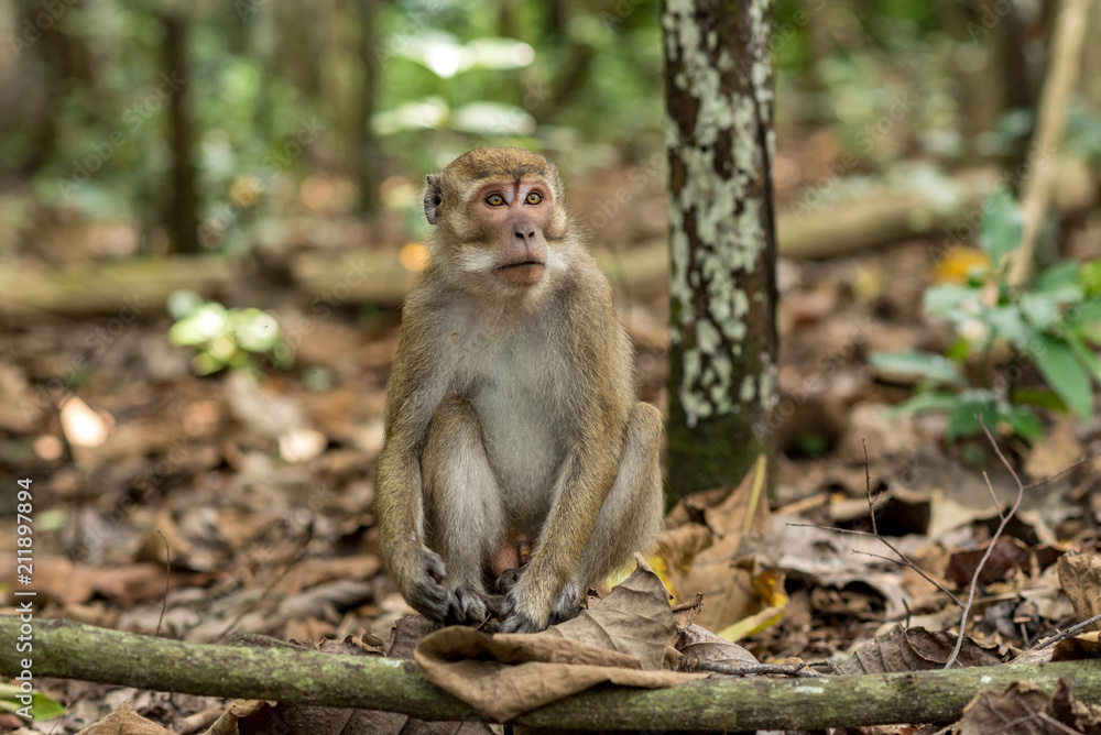 Monkey in Pandangaran, Java, Indonesia