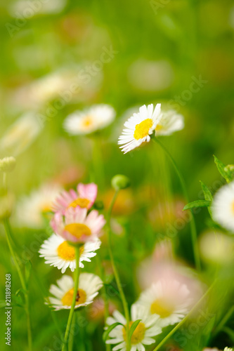 Chamomile growing in garden,small is flower and blur background