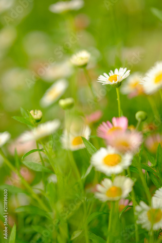 Chamomile growing in garden,small is flower and blur background
