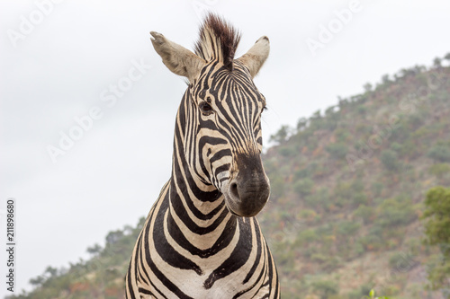 Burchels Zebra in Pilanesberg National park