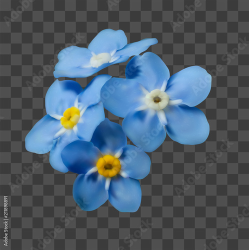 Blue forget me not spring flowers on transparent grid background. Photo realism macro. Decorative element for your design.