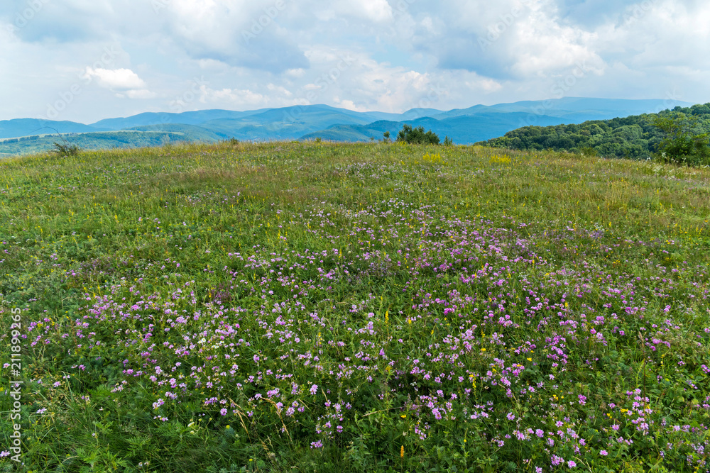 meadow with lilac flowers on the background of mountains