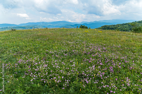 meadow with lilac flowers on the background of mountains © adamchuk_leo